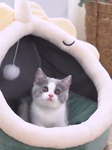 🐹Pet House😺Cat Bed Washable Pet Bed Pet Home Soft Kennel Bed Cotton Cat Bed with Toy Kucing Bed Sarang Kucing Sleep Tempat Tidur Rumah Katil Kucing Pet Sleeping Bed for Cat Dog House 貓窩 猫床 宠物窝