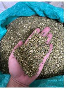 KACANG HIJAU RIJEK 1kg/1000g | PAKAN TERNAK | KACANG HIJAU PAKAN AYAM ADUAN | KACANG HIJAU PAKAN HAMSTER | KACANG HIJAU PAKAN BURUNG | KACANG IJO PAKAN UNGGAS | KACANG IJO CAMPURAN PAKAN BURUNG HAMSTER MERPATI TEKUKUR