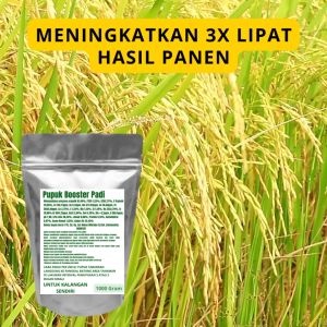 Pupuk Booster Padi Pelebat Organik Cepat Berbuah Lebat Besar Anti Rontok Pembesar Padi