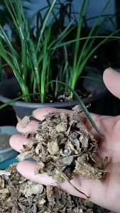 花生壳肥料 发酵腐熟 花卉种植营养土 盆栽蔬菜种植 通用型有机肥 Peanuts Shells Fertilizer Organic Fertilizer