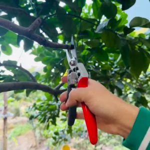 Dụng cụ làm vườn dụng cụ nông nghiệp cây cảnh bonsai combo dụng cụ làm vườn (kéo cắt cành kapusi nhật bản cao cấp  kéo tỉa trắng  cưa lách cưa gập) dụng cụ nông nghiệp tùng lâm