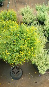 ดอก แมคคาโดเนีย ไม้ดอกทานได้ นิยมปลูกเป็นไม้คลุมดิน หรือเลี้ยงในกระถาง มีดอกสีเหลืองขนาดเล็ก ดอกดก ออกดอกตลอดปี