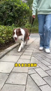 Dây dắt Chó kiêm vòng cổ có móc xoay 360 độ chống xoắn (mẫu mới) - Love Pets Shop