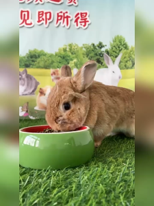 Cỏ nén thảo mộc Jolly 900gr dành cho thỏ nhạy cảm - T3 PETS SHOP