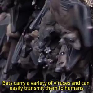 No bats within 3000m Layee Bat repellent Lasting and effectiveIt can strongly repel bats Anti bat device