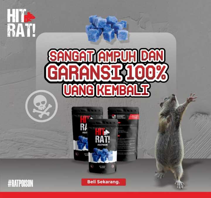 Hitrat Hit Rat Racun Pembasmi Koloni Tikus Ampuh Mati Kering | Lazada Indonesia