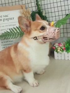 Dog Muzzle/Anti Bite/Anti Bark/