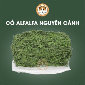 Cỏ Alfalfa Nguyên Cành Cho Thỏ Bọ Ú Chinchilla Nhiều Lá
