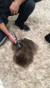 Bộ kit chăm sóc lông chó mèo cho máy hút bụi hitachi - hàng used sử dụng tốt  thương hiệu đến từ châu âu độ bền 10 năm