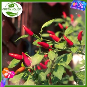 Green House® - Birds Eye / Native Siling Demonyo for Planting Vegetable Plants (20 Seed) incl. Instruction F1 Super Hot