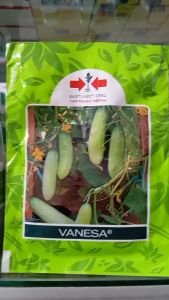 Benih Timun Lalap Vanesa 20gram