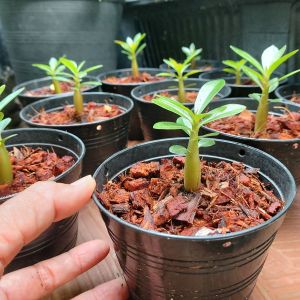 ต้นชวนชม