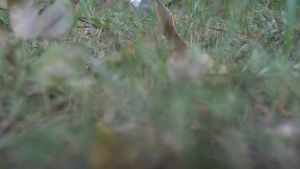 Berry & Bird Stainless Steel Hand Daisy Grubber - Ergonomic Tool for Weeding and Soil Cultivation