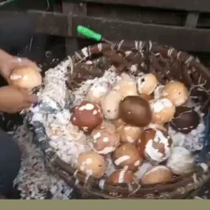 Pisau Kupas Alat Kupas Kulit Kelapa Tajam