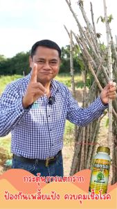 เพชรดำแช่ท่อนพันธุ์ 🌱 หมดปัญหาต้องขุดมาซ่อม สูตรเร่งรากท่อนพันธุ์แข็งแรง กระตุ้นการแตกราก เพิ่มหัวมัน ป้องกันเพลี้ยแป้ง ขนาด 500cc