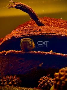 Natural Shell Hideout House for Fish Aquarium Decoration Short Cichlid Mouse Fish Gecko Pet Climbing Shell Shelter Hut