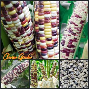 40 BUTIR BIJI/BENIH JAGUNG PULUT PUTIH PELANGI