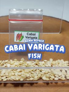 Benih Cabai Varigata Fish Unggulan Berkualitas biji bibit repack Variegata Pepper cabe farigata ikan hias unik pedas pedes sambel sambel tanaman berbiji pot hydroponik hidroponik
