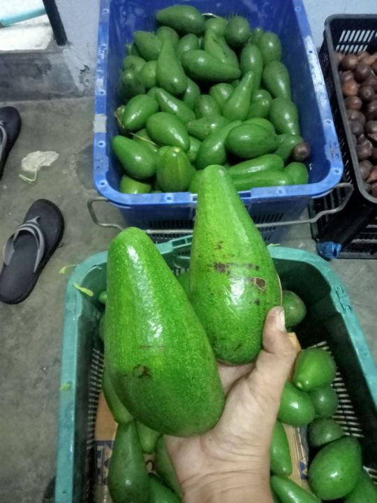 AVOCADO FROM INDONESIA/AVOCADO MENTEGA | Lazada