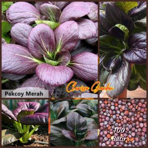 100 BUTIR BIJI/BENIH SAWI PAKCOY MERAH/DARK RED F1