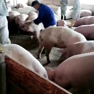 จับหมู อุปกรณ์ฉีดยาหมู เครื่องเชือกและจับหมู ลวดสลิง ลวดเหล็บจับปากหมู