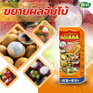 ปุ๋ย ยา ขยายผลใหญ่ จัมโบ้ AAA ปุ๋ยน้ำ ปุ๋ยน้ำบำรุงผล ขยายผลเร่งด่วนก่อนเก็บ 15-30 วัน เพิ่มหวาน เร่งเข้าสี (ขนาด 500 ซีซี) ปุ๋ยยารักษาผลไม้ ปุ๋ยยาขยายผล - Lazada