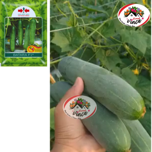 Benih Timun Batara F1 800 butir dan 175 butir Cap Panah Merah