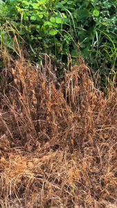 PHƯỢNG HOÀNG LỬA – Diệt cỏ thế hệ mới 4.0 đậm đặc hiệu quả cao an toàn cho cây trồng diệt tận gốc cỏ chỉ mần trầu thái lá nhiều loại cỏ dai dẳng khó trừ.