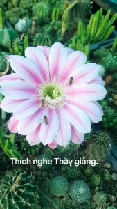 XƯƠNG RỒNG TAI THỎ. Tặng kèm chậu nhựa nhỏ