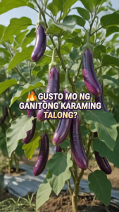 Repacked Premium Eggplant Talong Seeds | High-Quality Vegetable Seeds for Home Garden Backyard Urban Gardening Container Planting Vegetable Garden & Farming