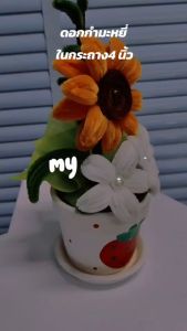 ดอกไม้กำมะหยี่ ขนาดอก 7 ซม.ในกระถาง 4 นิ้ว สูงสุด 20 ซม.