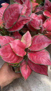 Cây Vạn Lộc Hoa Để Bàn Kèm Chậu Có Đĩa Đựng Nước Sỏi Trắng Trang Trí Cây Trang Trí VP