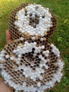 larva lebah tawon/larva tawon endas/larva tawon vespa pakan umpan pancing pakan burung
