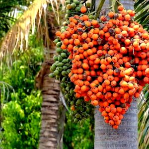 Pupuk Kurma Agar Cepat Bebuah Lebat Dan Manis Booster Kurma Perangsang Pembungaan Dan Pembuahan