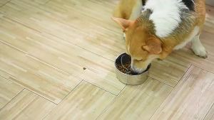 Pet Feeder Plugin Powerful Suction Cup Slow Food Anti Choking Bowl Convenient Easy Clean Extended Dogs Eating Time Pet Supplies