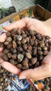 Biji Benih Pokok Bucida Hijau/Pokok Payung/Pokok Doa Terminalia Mantaly Seeds [10pcs]