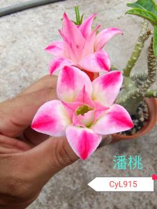 Adenium Kemboja Bonsai ID:915/富贵花