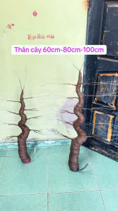 Thân cây bon sai cây mai đào giả nhiều size nhiều nhánh