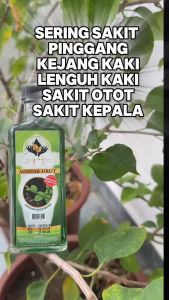 Minyak Urut Terapi Bidara 50ml by Syafi Gold - GMP Certified