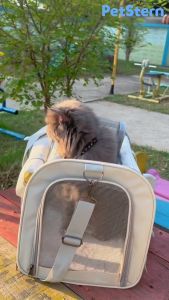 PetStern🌈 กระเป๋าแมวใบใหญ่ กระเป๋าแมวแบบใส กระเป๋าสัตว์เลี้ยง กระเป๋าเเมว กระเป๋าแมวพับได้ กระเป๋าใส่สัตว์เลี้ยง กระเป๋าสะพาย กระเป๋าเดินทาง กระเป๋าใส่แมว กระเป๋าใส่แมวแบบใส - Lazada