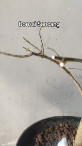 Paket Pupuk Organik untuk Bonsai - Perawatan Tanah & Tanaman - MSG 3