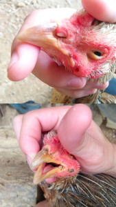 อมพะนำไก่ชน