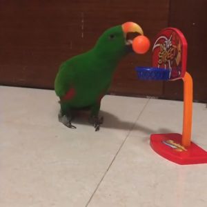 Birdie Basketball Hoop Prop with 5 Balls for Parrot Cockatiel Lovebirds Intelligence Toys