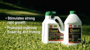 Seasol Seaweed Concentrate 4L Seaweed Seeds Seaweed Shampoo Seaweed Powder Seaweed Soap Seaweed Supplement - Lazada