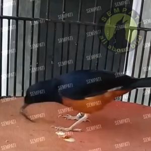 SEMPATI Superworm Super Worm Ulat Jerman Kering Pakan Extra Fooding EF Burung Murai Kacer Cendet Makanan Cemilan Snack Hewan