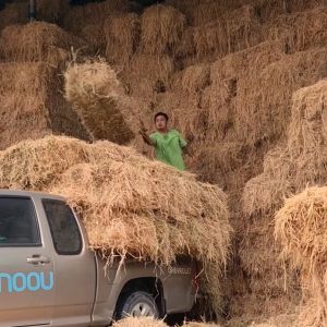 ฟาง ฟางข้าวฟ่อนใหญ่ หนักเฉลี่ย15-20 กก. ส่งจากนครปฐม ราคาหน้าไร่มาเอง ไม่ชื้น ไม่เก่า ฟางข้าวอัดก้อน