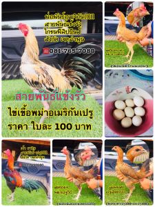 เจตไก่ชน พม่าอเมริกัน สายพันธุ์แข้งรัว แบ่งไข่เชื้อไปพัฒนาครับ ราคาใบละ 100 ชุด6ใบ500. บาท 081-7657080I’d 0817657080