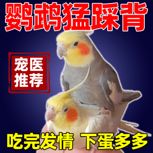Egg Laying Food for Parrots And Peafowl Special Breeding Season Fertilizer Pigeon Breeding Food for Parrotlets And Tiger Parrots