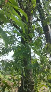 Daun asam segar / daun asam jawa / daun sinom segar herbal organik