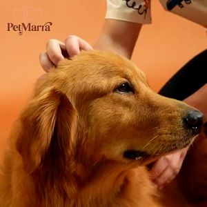 130g All Stages PetMarra Dog Chunks Gravy Dog Wet Food Pouch Adult Puppy Pet Food Essentials